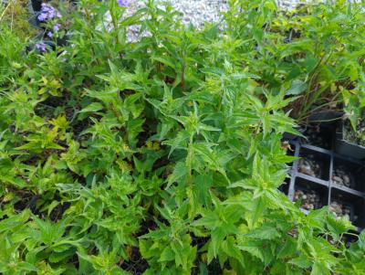 Bild von /bilder/bluehapp/thumb/camt_Campanula_trachelium_P-1648400004_T-k_Y-24_K-20_18805_aktiv_.jpg