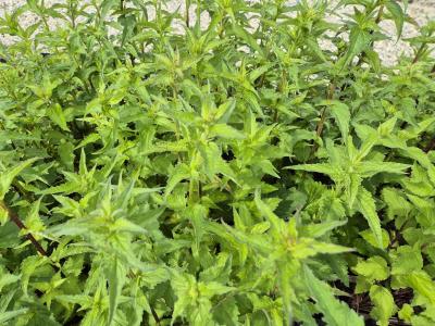 Bild von /bilder/bluehapp/thumb/camt_Campanula_trachelium_UGNB_P-1648400001_T-k_Y-25_K-23_32050.jpg