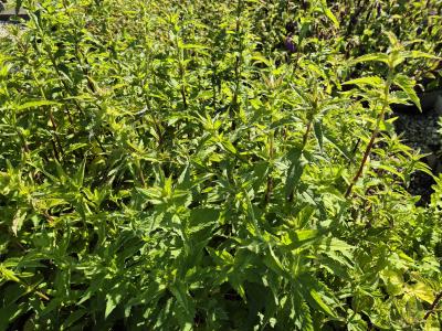 Bild von /bilder/bluehapp/thumb/camt_Campanula_trachelium_UGNB_P-1648400001_T-k_Y-25_K-24_99573.jpg