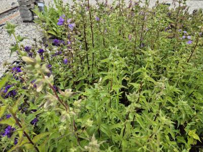 Bild von /bilder/bluehapp/thumb/camt_Campanula_trachelium_UGNB_P-1648400001_T-k_Y-25_K-26_20122.jpg