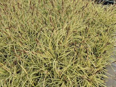 Bild von /bilder/bluehapp/thumb/carhev_Carex_hach____Evergold___P-7665010001_T-b_Y-25_K-13_45399.jpg