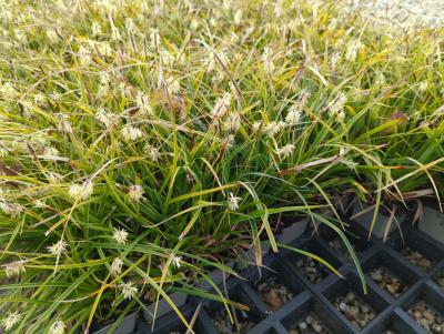 Bild von /bilder/bluehapp/thumb/carmva_Carex_morrowii___Variegata___P-7666510001_T-b_Y-24_K-11_65468_aktiv_.jpg