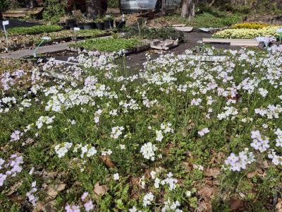 Bild von /bilder/bluehapp/thumb/carpr_Cardamine_pratensis_P-1661000001_T-b_Y-25_K-16_89488.jpg