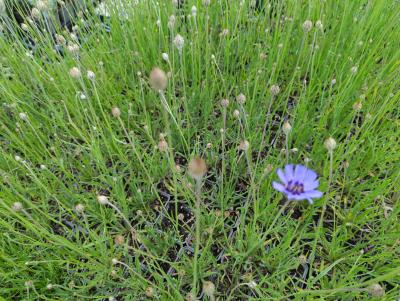 Bild von /bilder/bluehapp/thumb/catc_Catananche_caerulea_P-1721000001_T-k_Y-22_K-21_30056_aktiv_.jpg