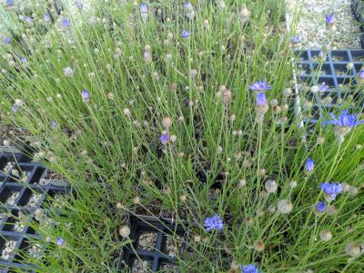 Bild von /bilder/bluehapp/thumb/catc_Catananche_caerulea_P-1721000001_T-k_Y-22_K-23_27149_aktiv_.jpg