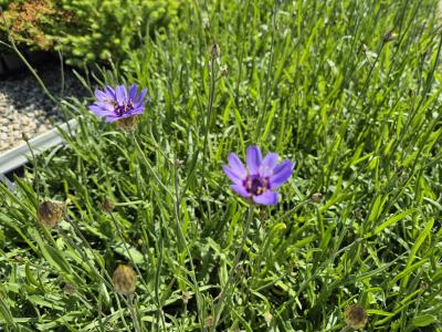 Bild von /bilder/bluehapp/thumb/catc_Catananche_caerulea_P-1721000001_T-k_Y-25_K-24_97234.jpg
