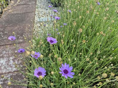 Bild von /bilder/bluehapp/thumb/catc_Catananche_caerulea_P-1721000001_T-k_Y-25_K-26_71554.jpg