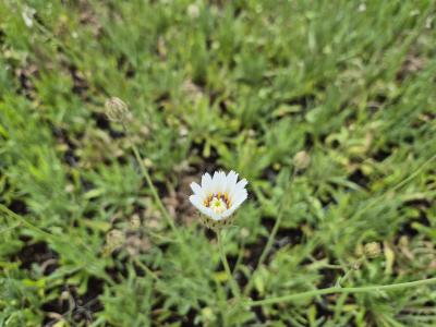 Bild von /bilder/bluehapp/thumb/catcal_Catananche_caerulea___Alba___P-1721010001_T-k_Y-25_K-28_44484.jpg