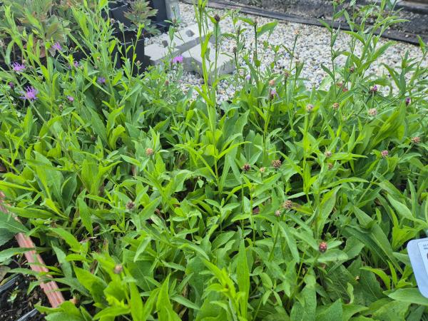 Bild von /bilder/bluehapp/thumb/cenj_Centaurea_jacea_UG16_P-1742500001_T-k_Y-26_K-37_83502.jpg