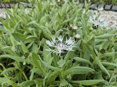 Bild von /bilder/bluehapp/thumb/cenmal_Centaurea_montana___Alba___P-1743510001_T-k_Y-26_K-20_68314.jpg