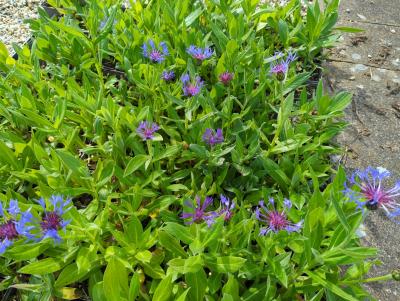 Bild von /bilder/bluehapp/thumb/cenmgr_Centaurea_montana___Grandiflora___P-1743515001_T-b_Y-24_K-19_98676_aktiv_.jpg