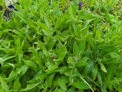 Bild von /bilder/bluehapp/thumb/cenmgr_Centaurea_montana___Grandiflora___P-1743515001_T-k_Y-23_K-19_18432_aktiv_.jpg