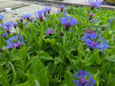 Bild von /bilder/bluehapp/thumb/cenmgr_Centaurea_montana___Grandiflora___P-1743515001_T-k_Y-23_K-21_32683_aktiv_.jpg