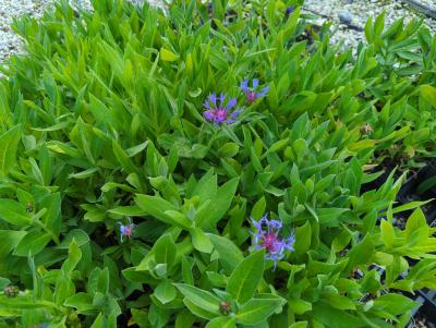 Bild von /bilder/bluehapp/thumb/cenmgr_Centaurea_montana___Grandiflora___P-1743515001_T-k_Y-23_K-23_72082_aktiv_.jpg