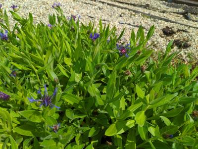 Bild von /bilder/bluehapp/thumb/cenmgr_Centaurea_montana___Grandiflora___P-1743515001_T-k_Y-23_K-24_53767_aktiv_.jpg
