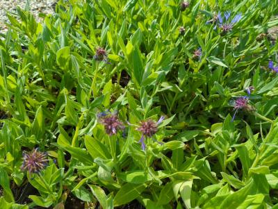 Bild von /bilder/bluehapp/thumb/cenmgr_Centaurea_montana___Grandiflora___P-1743515001_T-k_Y-24_K-20_68818_aktiv_.jpg
