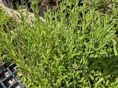 Bild von /bilder/bluehapp/thumb/cenn_Centaurea_nigra_ssp_nemoralis_UG09_P-1746000001_T-k_Y-26_K-20_76815.jpg