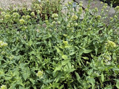Bild von /bilder/bluehapp/thumb/cenral_Centranthus_ruber___Albus___P-1761010001_T-b_Y-25_K-23_56293.jpg