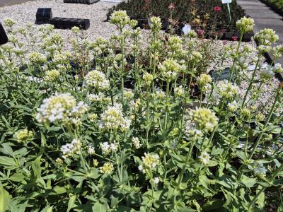 Bild von /bilder/bluehapp/thumb/cenral_Centranthus_ruber___Albus___P-1761010001_T-b_Y-25_K-24_39674.jpg