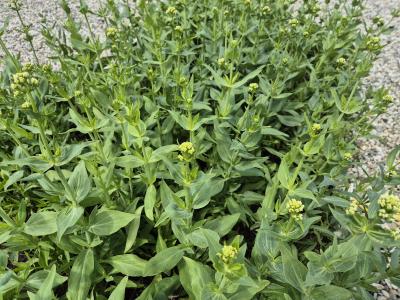 Bild von /bilder/bluehapp/thumb/cenral_Centranthus_ruber___Albus___P-1761010001_T-k_Y-25_K-22_33875.jpg