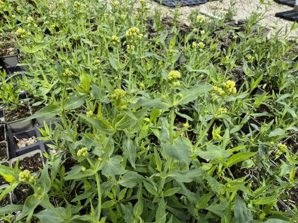 Bild von /bilder/bluehapp/thumb/cenral_Centranthus_ruber___Albus___P-1761010001_T-k_Y-26_K-23_39713.jpg