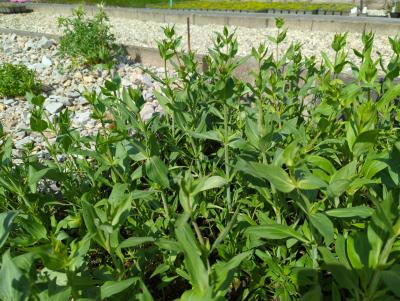 Bild von Centranthus ruber Rosenrot