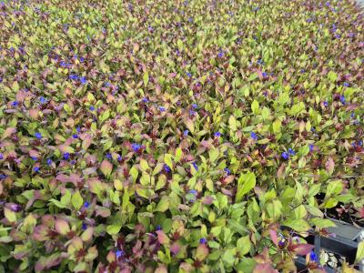 Bild von /bilder/bluehapp/thumb/cerp_Ceratostigma_plumbaginoides___P-1821000001_T-k_Y-25_K-36_86407.jpg