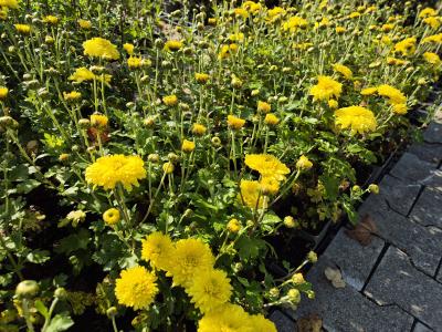 Bild von /bilder/bluehapp/thumb/chrhci_Chrysanthemum_x_cult____Citronella____P-2434014001_T-b_Y-25_K-40_11157.jpg
