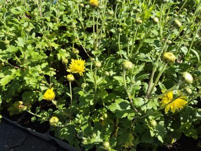 Bild von /bilder/bluehapp/thumb/chrhci_Chrysanthemum_x_cult____Citronella____P-2434014001_T-k_Y-25_K-38_77047.jpg