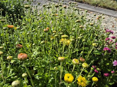 Bild von /bilder/bluehapp/thumb/chrhgo_Chrysanthemum_x_cult____Goldmarian_____P-2434032001_T-k_Y-25_K-40_43105.jpg