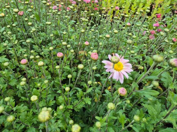 Chrysanthemum x-cult. 'Hebe'***