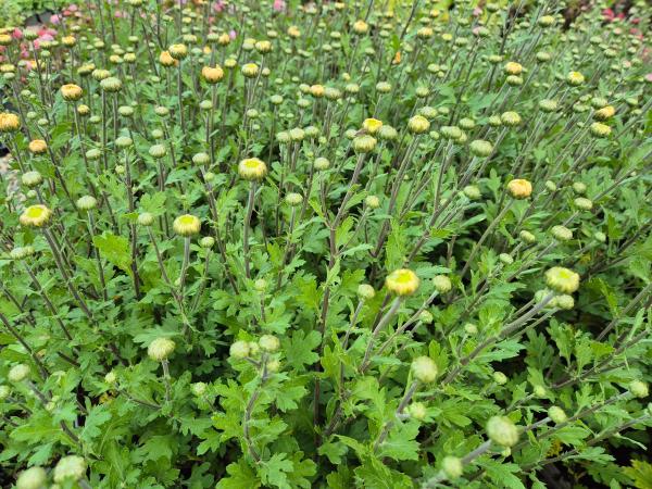 Chrysanthemum x-cult. 'Kl.Bernst.'**
