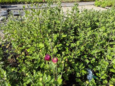 Bild von /bilder/bluehapp/thumb/chrhlk_Chrysanthemum_x_cult____Lila_Klose___P-2434052001_T-k_Y-25_K-40_30923.jpg