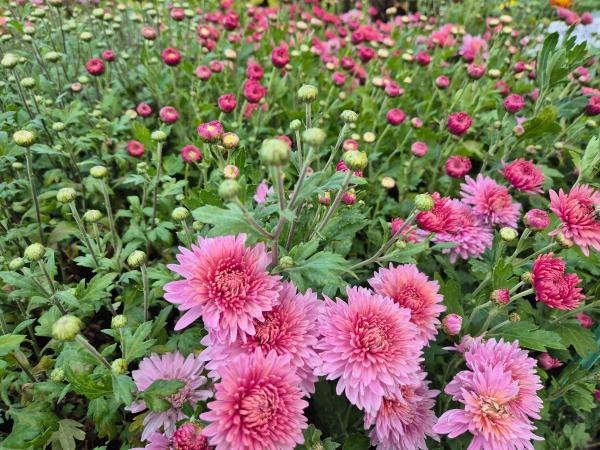 Chrysanthemum x-cult. 'Orchid Helen'/o