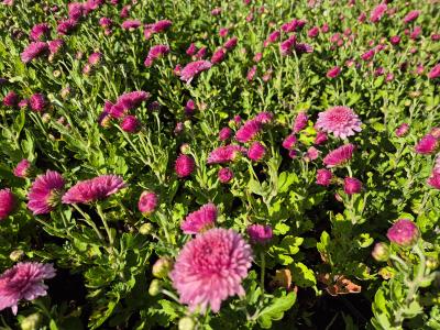 Bild von /bilder/bluehapp/thumb/chrhoh_Chrysanthemum_x_cult____Orchid_Hel_____P-2434062004_T-b_Y-25_K-40_77481.jpg