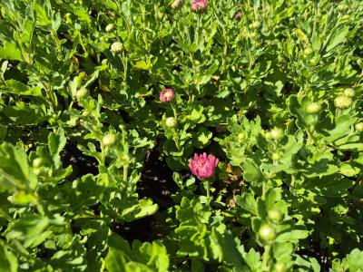 Bild von /bilder/bluehapp/thumb/chrhoh_Chrysanthemum_x_cult____Orchid_Hel_____P-2434062004_T-k_Y-25_K-38_78725.jpg