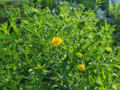 Bild von /bilder/bluehapp/thumb/chrsgs_Heterotheca_vil____Golden_Sunshine___P-1961510001_T-k_Y-24_K-36_39533_aktiv_.jpg