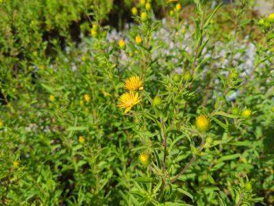 Bild von /bilder/bluehapp/thumb/chrsgs_Heterotheca_vil____Golden_Sunshine___P-1961510001_T-k_Y-24_K-39_37730_aktiv_.jpg