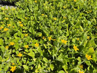 Bild von /bilder/bluehapp/thumb/chrvpi_Chrysogonum_virginianum___Pierre___P-1941070001_T-b_Y-25_K-19_15971.jpg