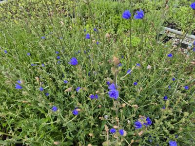Bild von /bilder/bluehapp/thumb/cici_Cichorium_intybus_UG16_P-2001000001_T-b_Y-25_K-29_20320.jpg