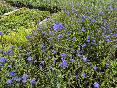 Bild von /bilder/bluehapp/thumb/cici_Cichorium_intybus_UG16_P-2001000001_T-b_Y-25_K-36_19185.jpg