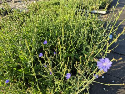 Bild von /bilder/bluehapp/thumb/cici_Cichorium_intybus_UG16_P-2001000001_T-k_Y-25_K-27_57411.jpg