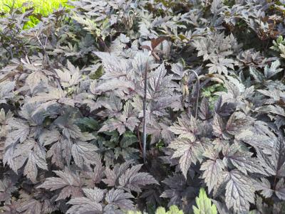 Bild von /bilder/bluehapp/thumb/cimsbru_Actaea_simplex___Brunette___P-2024040001_T-k_Y-24_K-26_32691_aktiv_.jpg