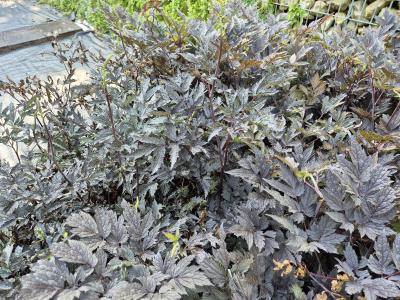 Bild von /bilder/bluehapp/thumb/cimsps_Actaea_simplex___Pink_Spike___P-2024070001_T-k_Y-25_K-27_72637.jpg