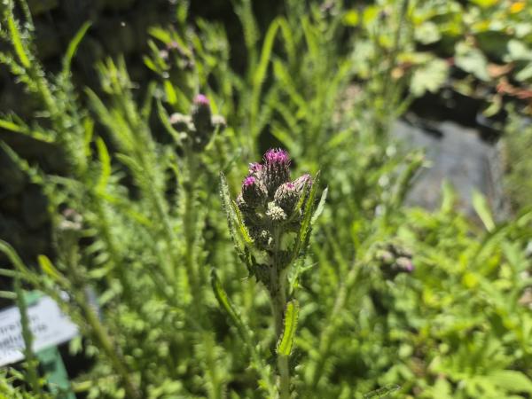 Bild von /bilder/bluehapp/thumb/cirp_Cirsium_palustris_UG15_P-9401500001_T-k_Y-26_K-22_59245.jpg