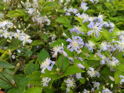 Bild von /bilder/bluehapp/thumb/clehmb_Clematis_heracleifolia___Mrs_Brydon___P-2061510001_T-b_Y-22_K-37_41056_aktiv_.jpg