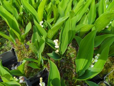 Bild von /bilder/bluehapp/thumb/conm_Convallaria_majalis___P-2121000001_T-b_Y-24_K-19_89142_aktiv_.jpg
