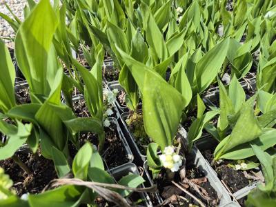 Bild von /bilder/bluehapp/thumb/conm_Convallaria_majalis___P-2121000001_T-k_Y-26_K-19_65292.jpg