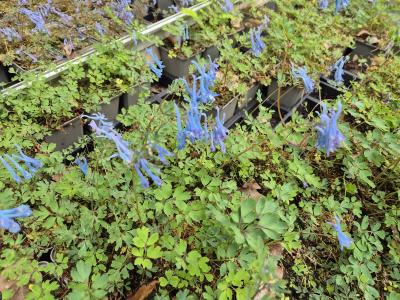 Bild von /bilder/bluehapp/thumb/corfpd_Corydalis_flexuosa___Pere_David___P-2221730001_T-b_Y-25_K-20_29701.jpg