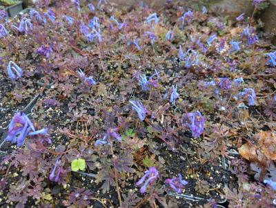 Bild von /bilder/bluehapp/thumb/corfpl_Corydalis_flexuosa___Purple_Leaf___P-2221760001_T-b_Y-23_K-17_82720_aktiv_.jpg